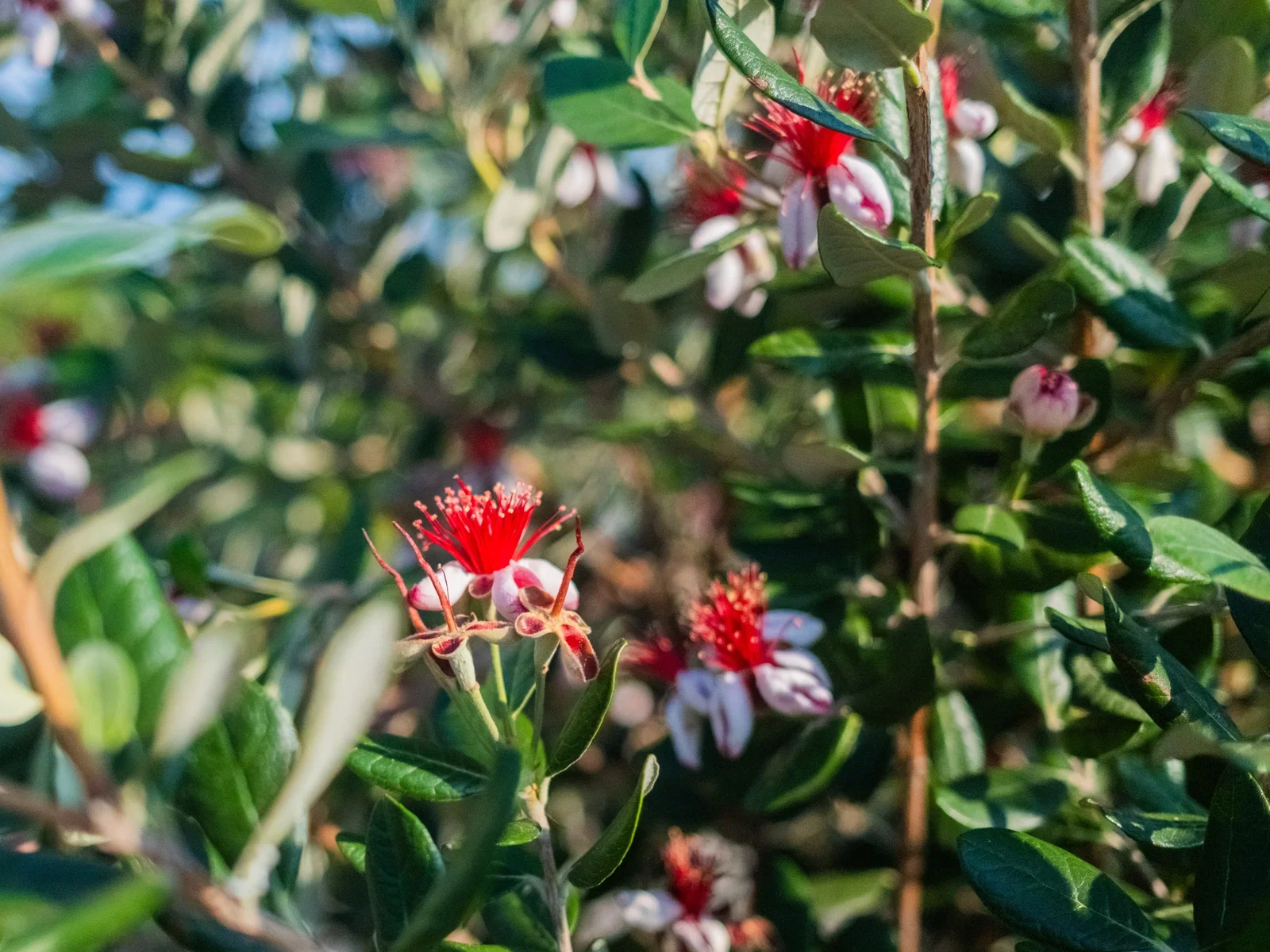 Feijoa sellowiana Meerstammig (Ananasguave)-2