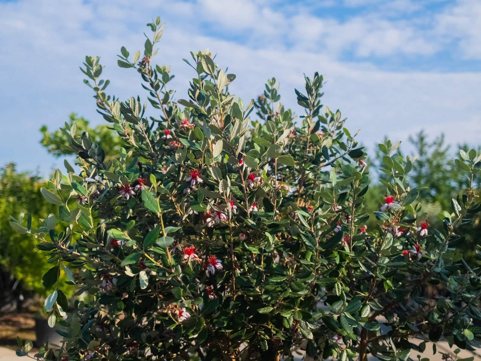 Feijoa sellowiana Halfstam (Ananasguave)-2