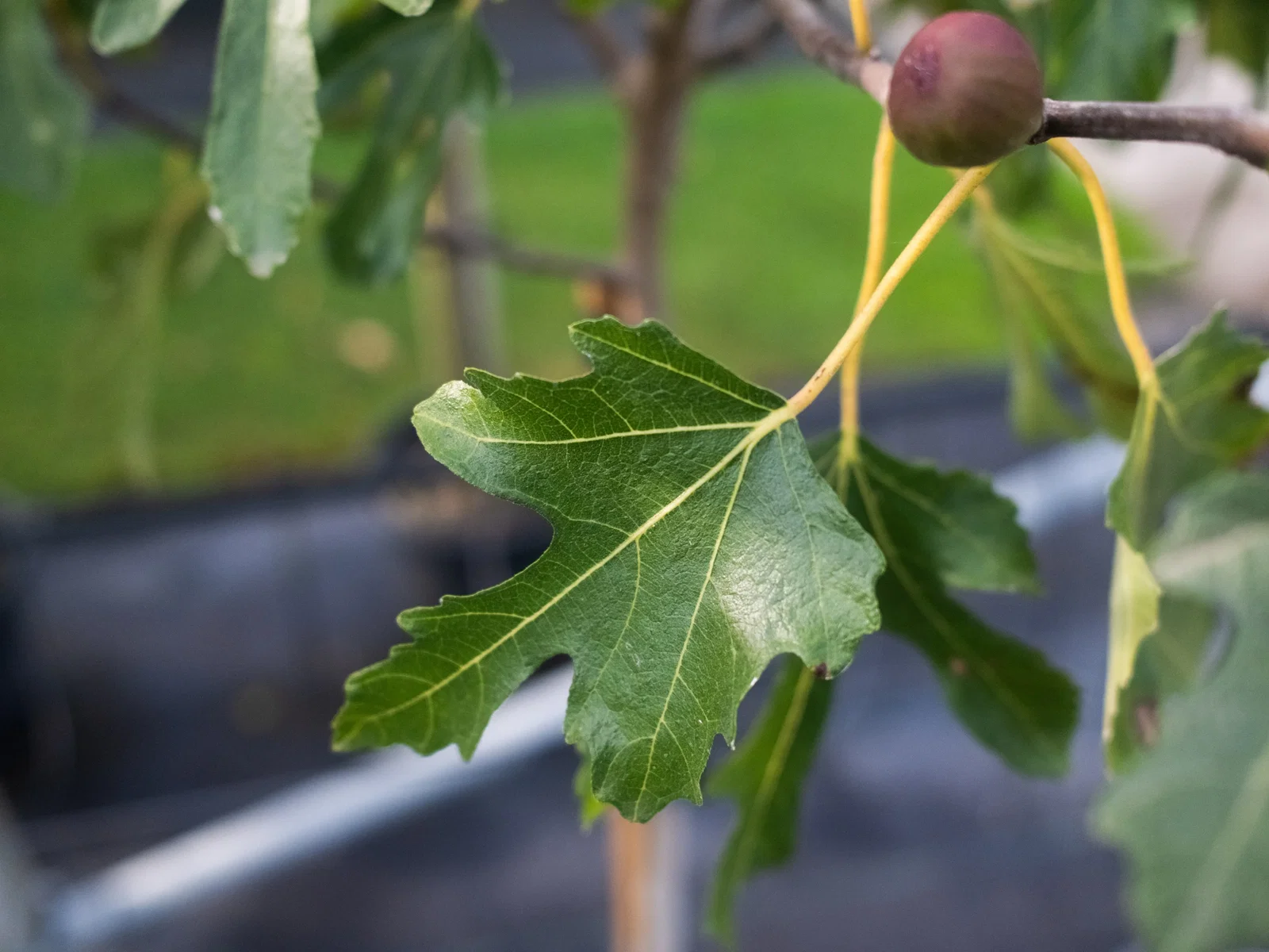 Ficus Carica (Feigenbaum)-6