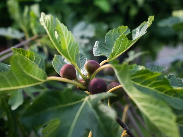 Ficus Carica (Vijgenboom)