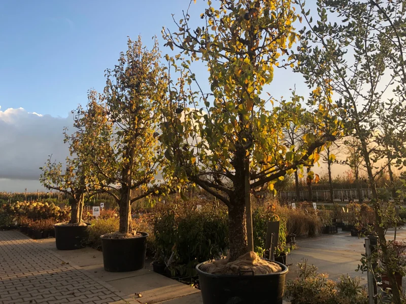 Oude Vruchtpeer (Pyrus c. Conference)