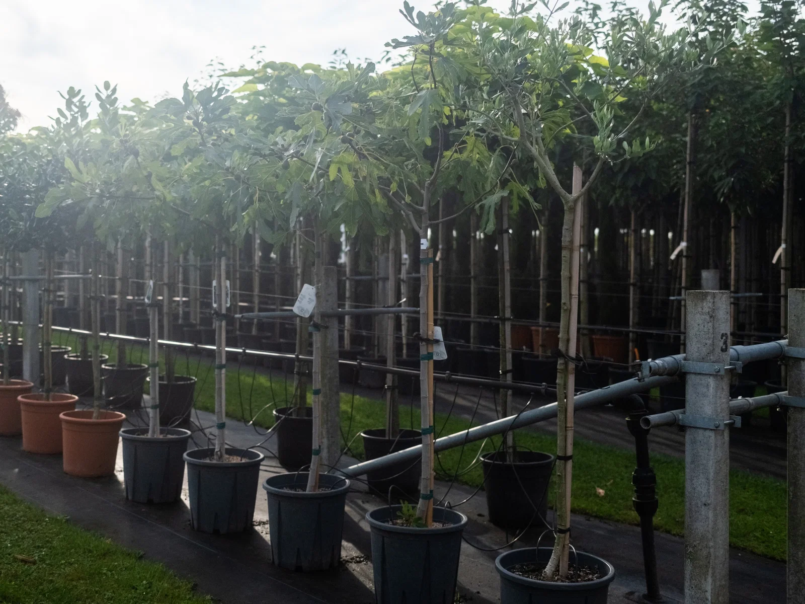 Ficus Carica (Feigenbaum)-4
