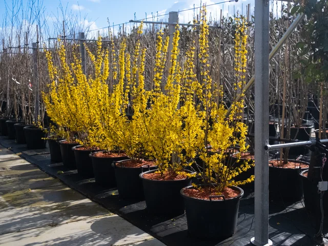 Forsythia Intermedia Mehrstämmig (Forsythie) Forsythia Intermedia Mehrstämmig (Forsythie)