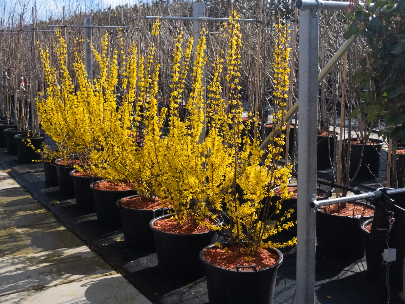 Forsythia Intermedia Mehrstämmig (Forsythie)-4