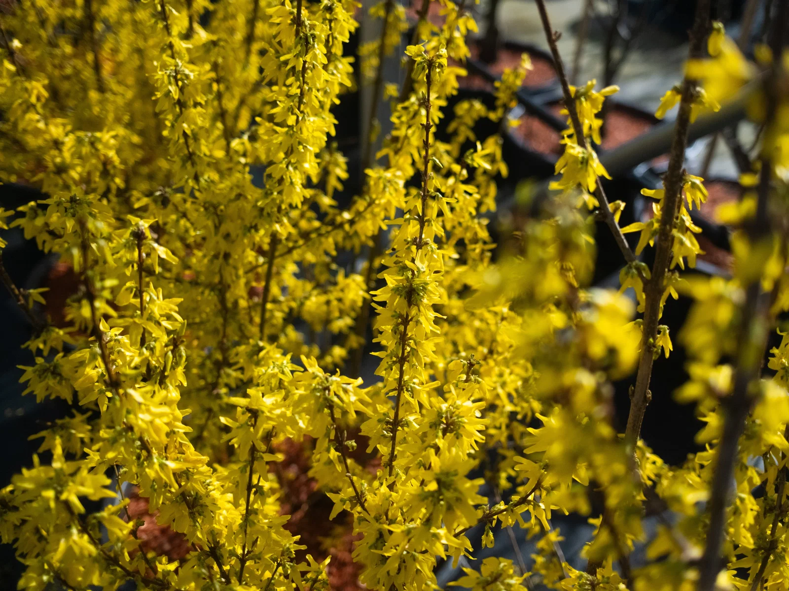Forsythia Intermedia Mehrstämmig (Forsythie)-3