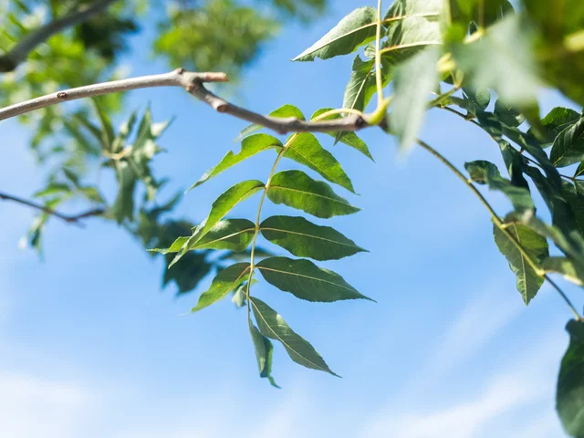 Fraxinus Ornus (Blumenesche / Mannaesche)