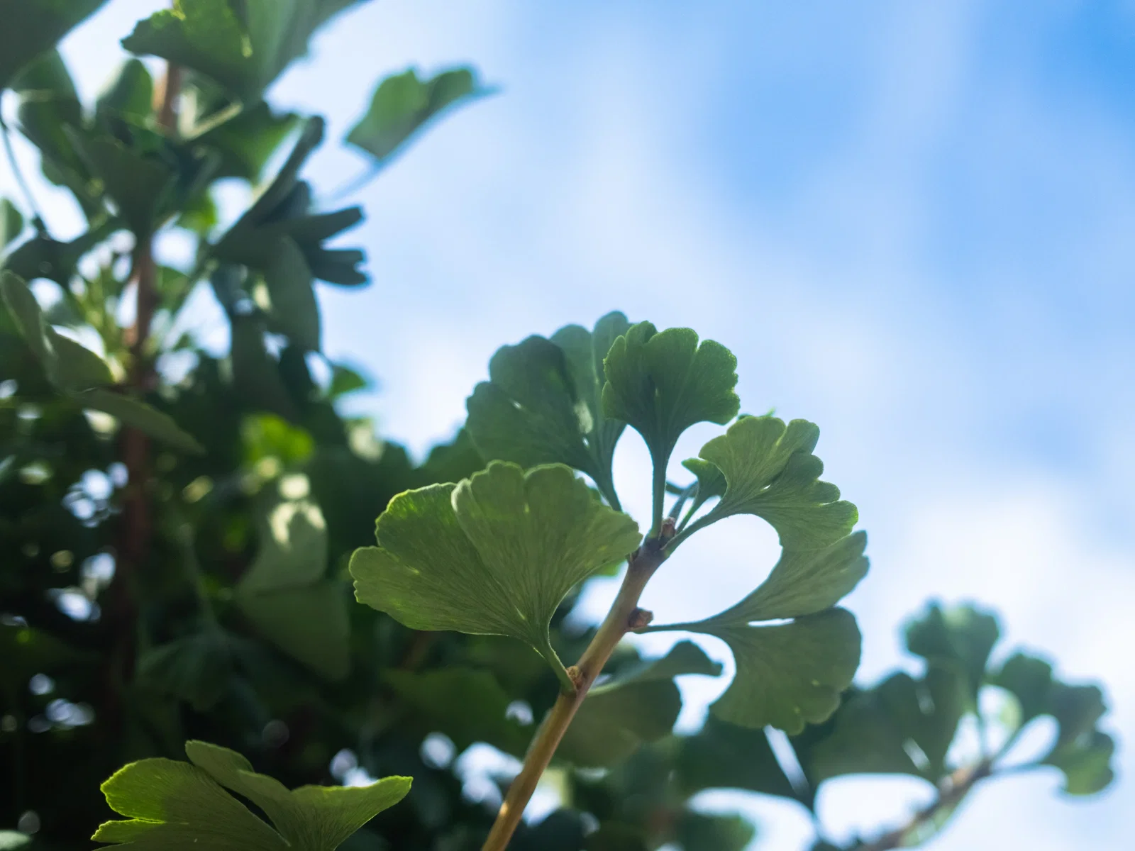 Ginkgo Biloba (Fächerblattbaum)-2