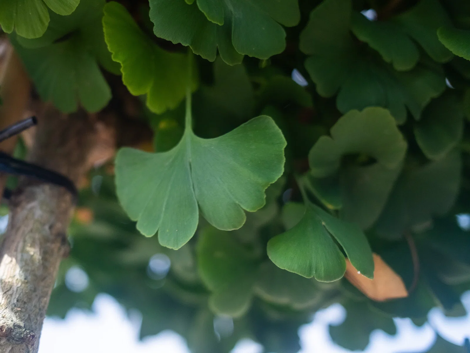 Ginkgo Biloba (Fächerblattbaum)-6