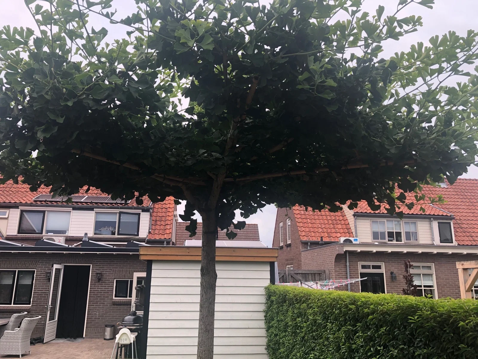Ginkgo Biloba Dachform (Fächerblattbaum)-1