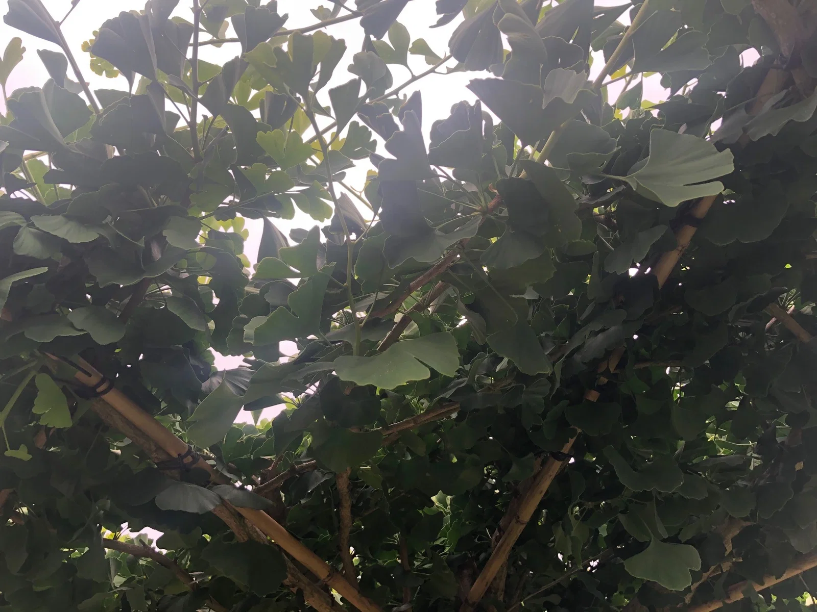 Ginkgo Biloba Dachform (Fächerblattbaum)-4