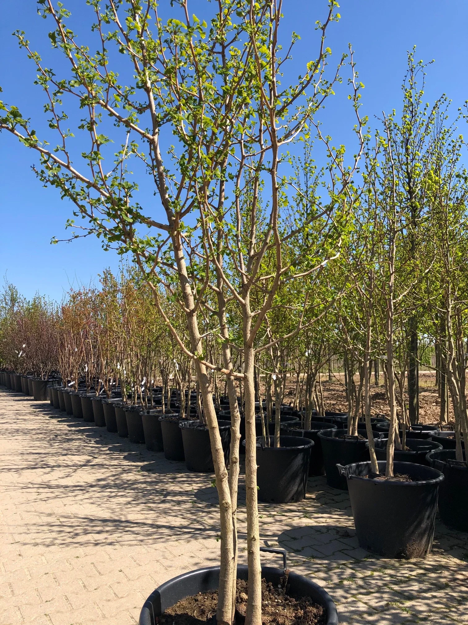 Ginkgo Biloba Mehrstämmig (Fächerblattbaum)-3