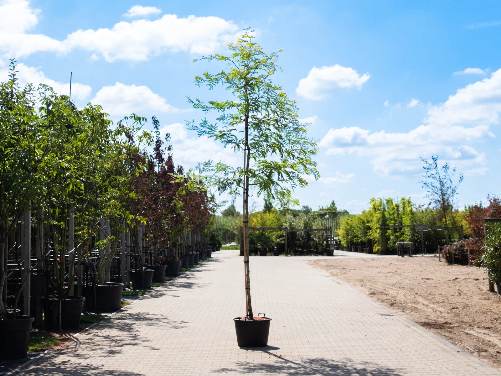 Gleditsia Triacanthos Skyline (Lederhülsenbaum)-1