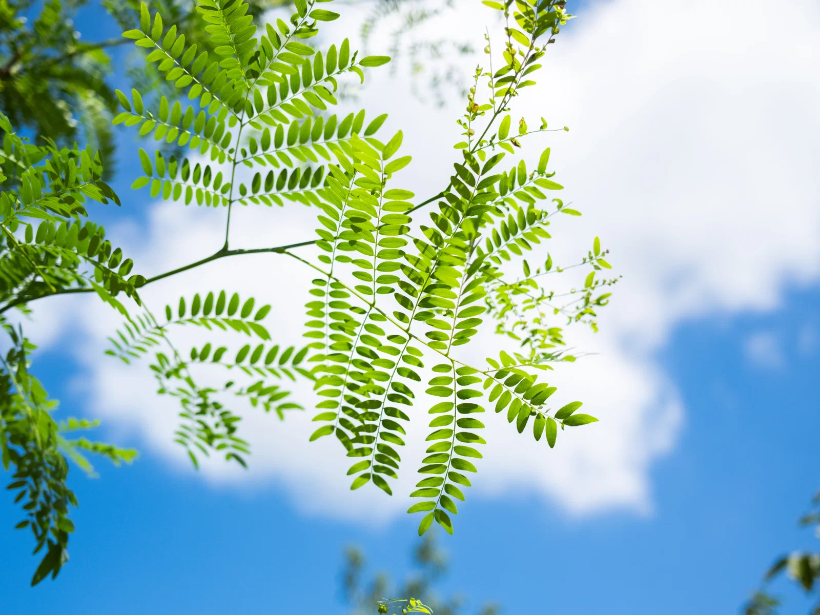 Gleditsia Triacanthos Skyline (Lederhülsenbaum)-2