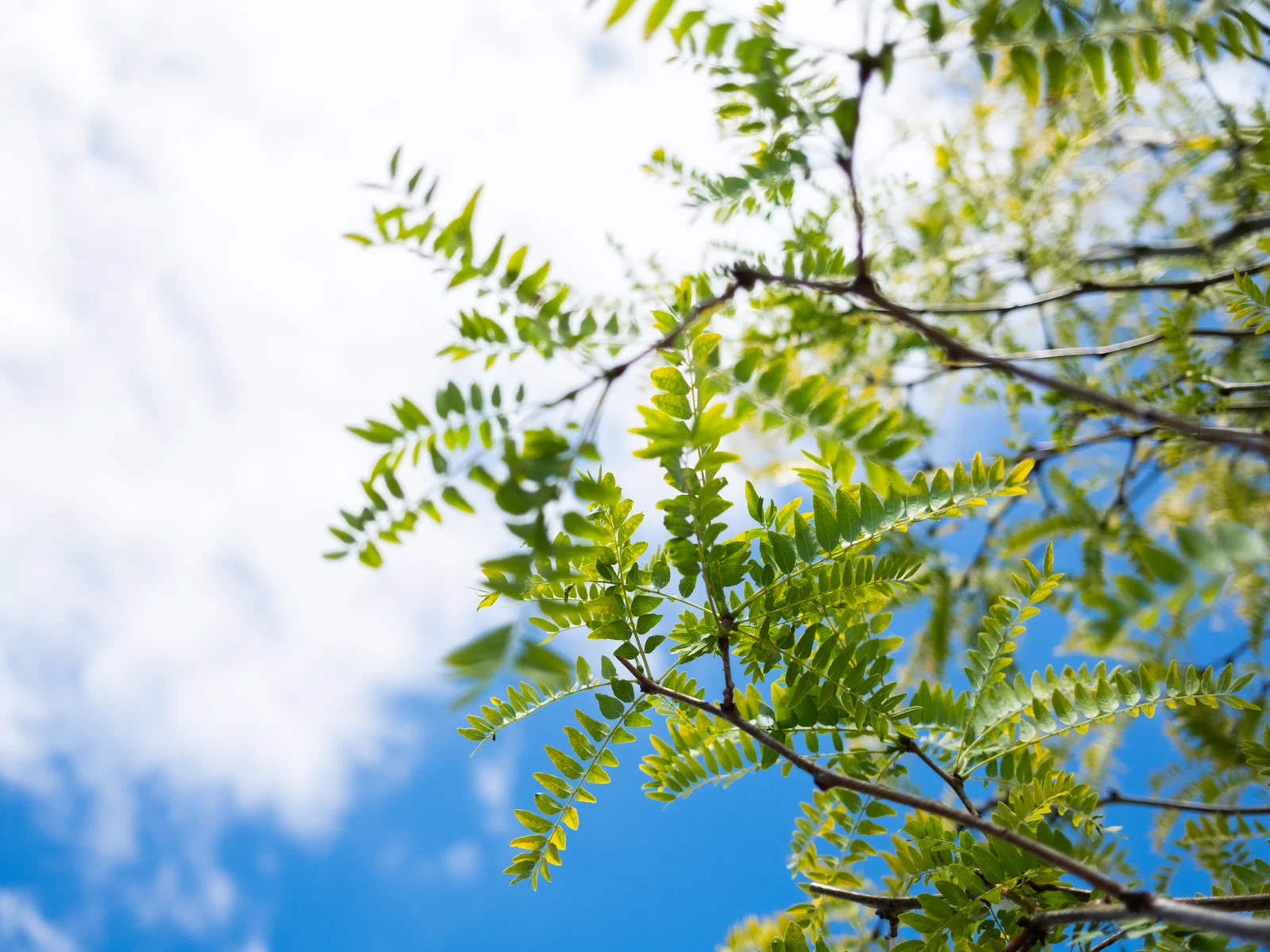 Gleditsia Triacanthos Skyline (Lederhülsenbaum)-3
