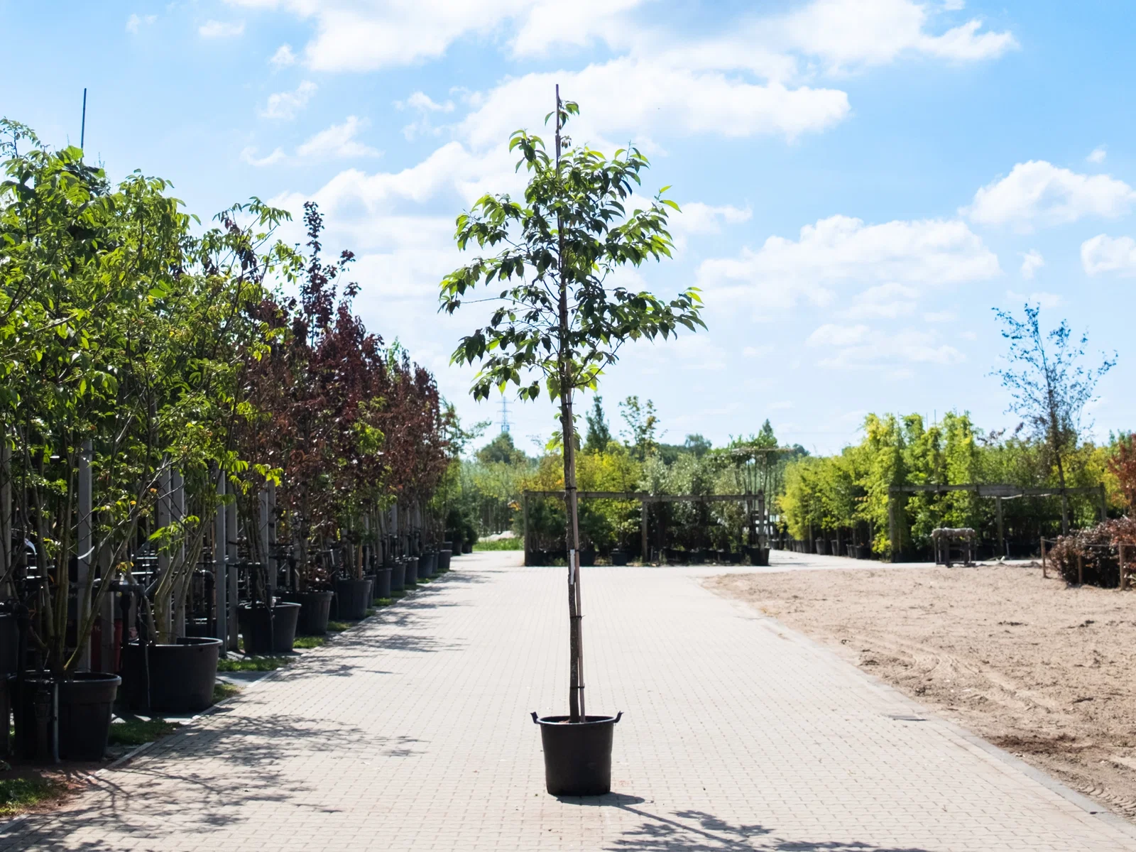 Halesia Carolina (Sneeuwklokjesboom)-1