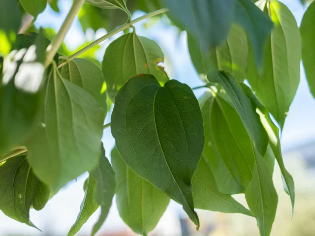 Heptacodium Miconioides (Sieben Söhne Des Himmels)