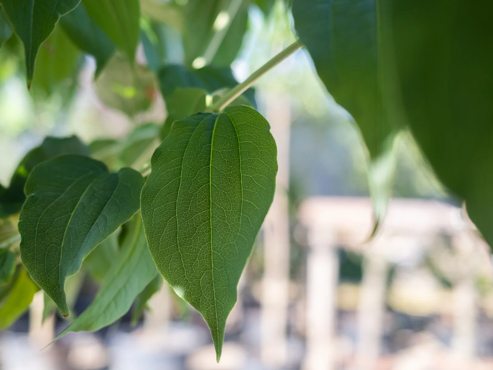 Heptacodium miconioides Mehrstämmig (Strauch der Sieben Söhne des Himmels)-11