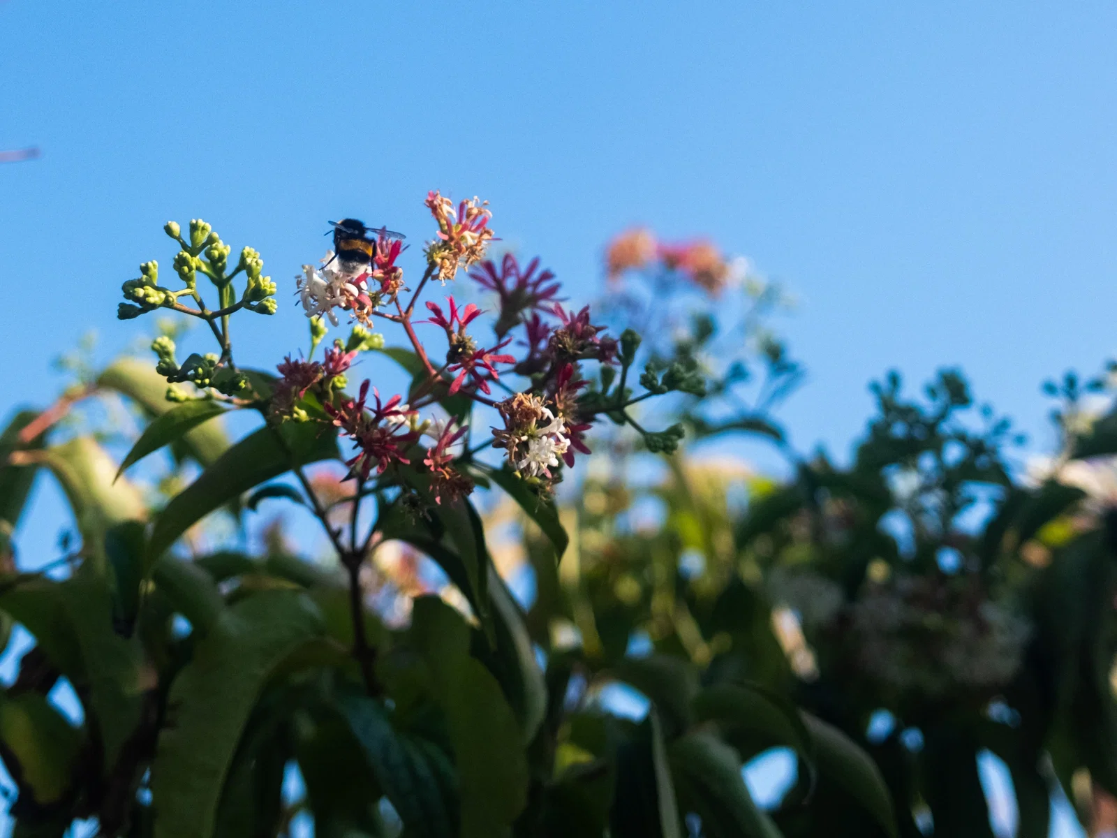Heptacodium miconioides Mehrstämmig (Strauch der Sieben Söhne des Himmels)-10