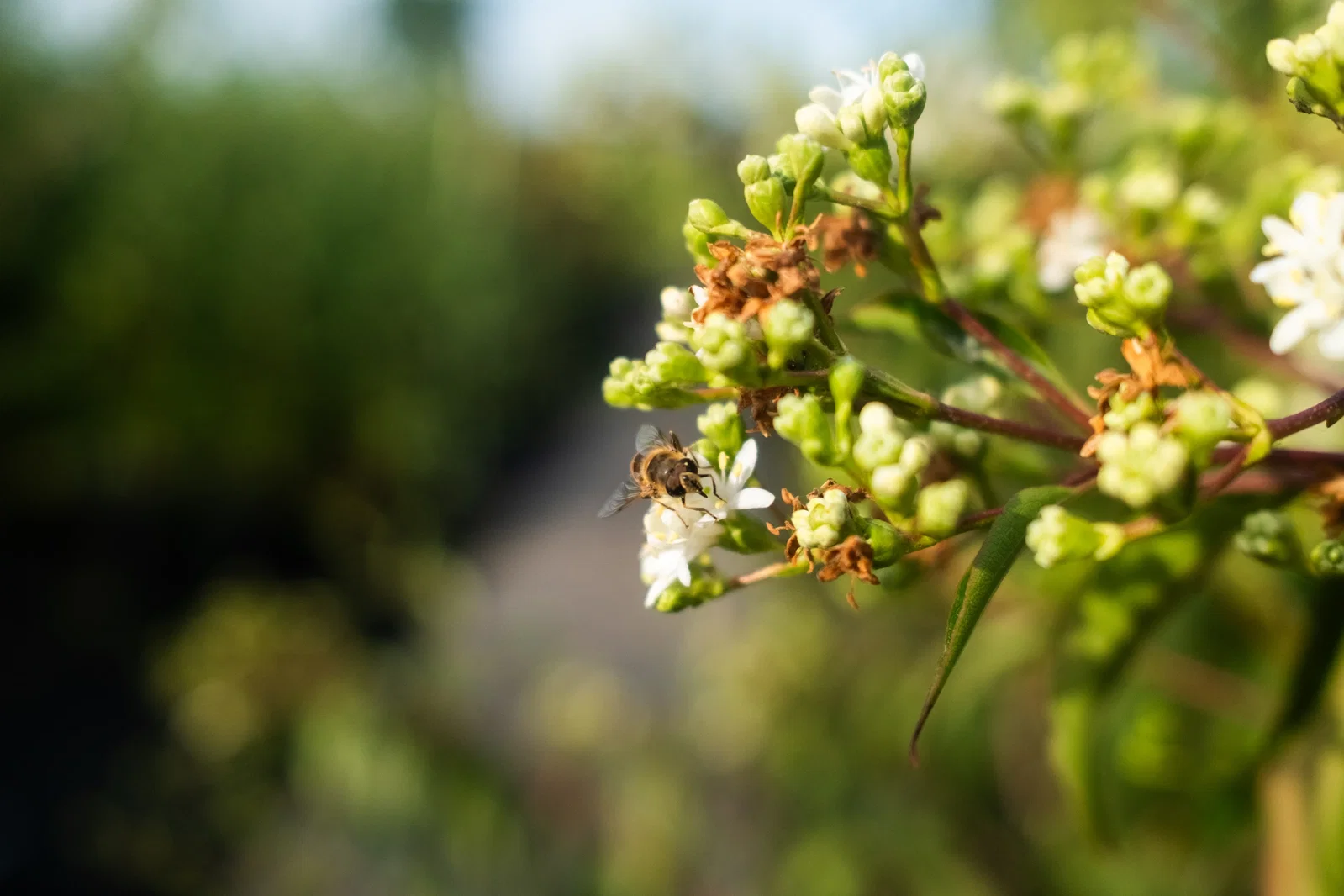 Heptacodium miconioides Mehrstämmig (Strauch der Sieben Söhne des Himmels)-9