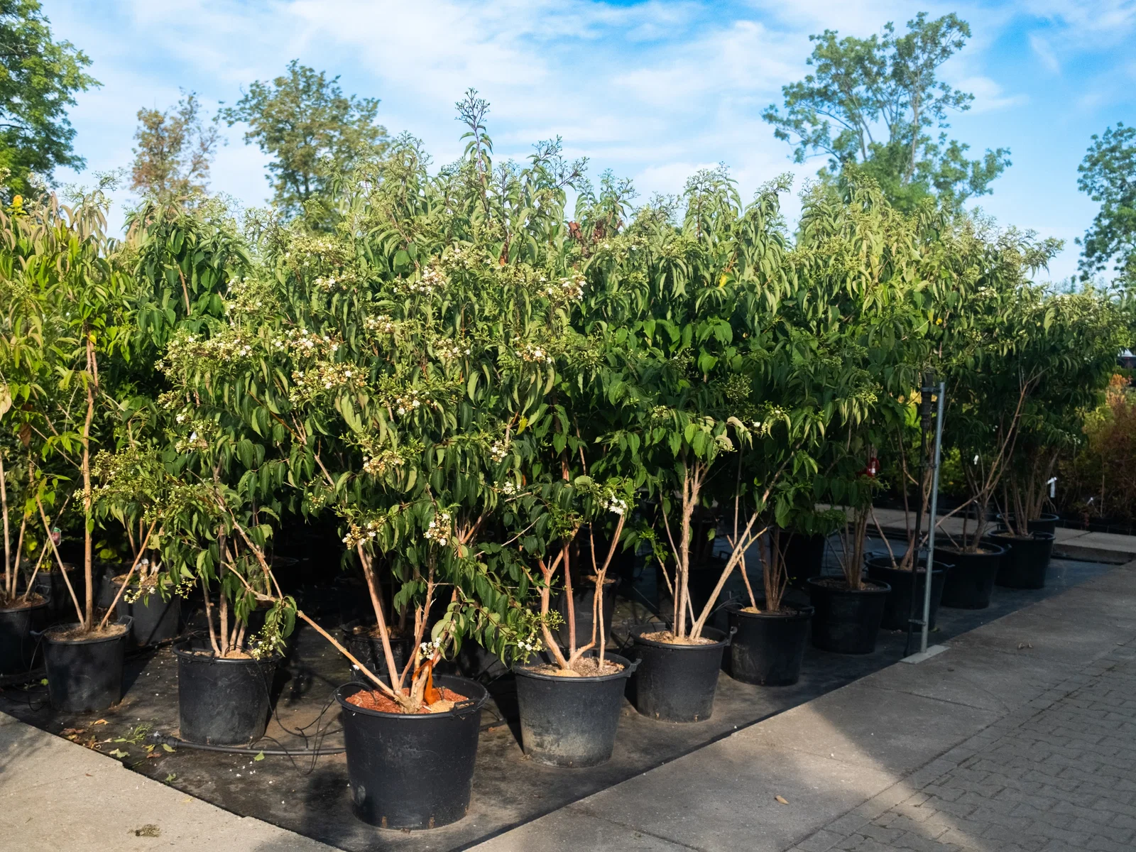 Heptacodium miconioides Mehrstämmig (Strauch der Sieben Söhne des Himmels)-6