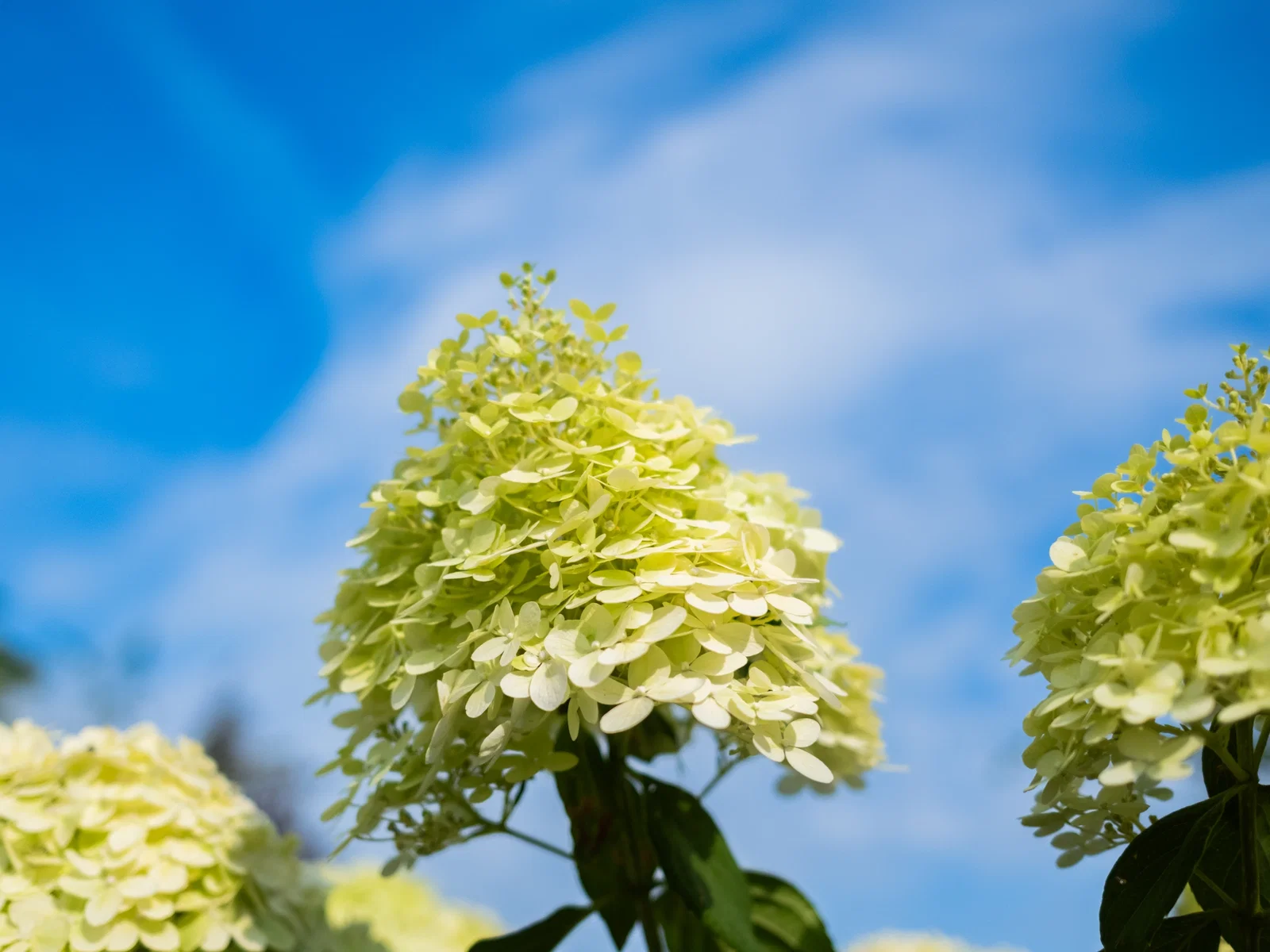 Hydrangea Lime Light Halbstamm (Rispen-Hortensie)-4