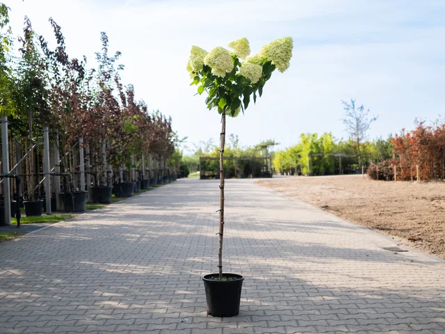 Hydrangea Lime Light Halbstamm (Rispen-Hortensie)