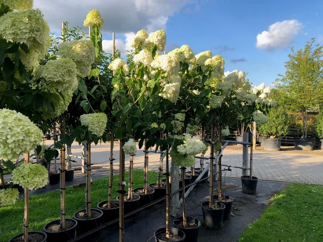 Hydrangea Lime Light Halbstamm (Rispen-Hortensie)
