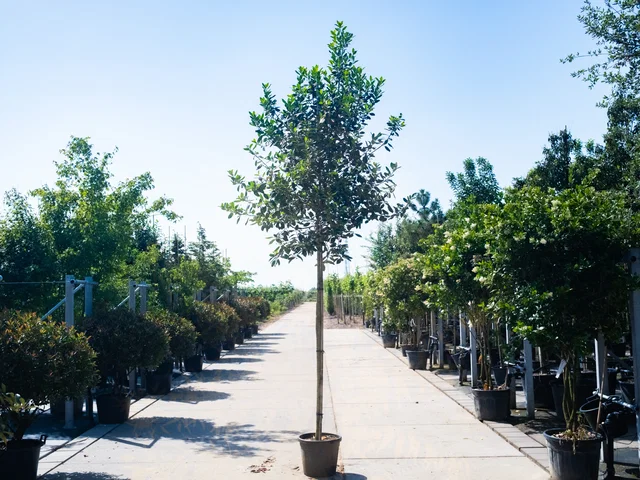 Ilex Nellie Stevens (Stechpalme)
