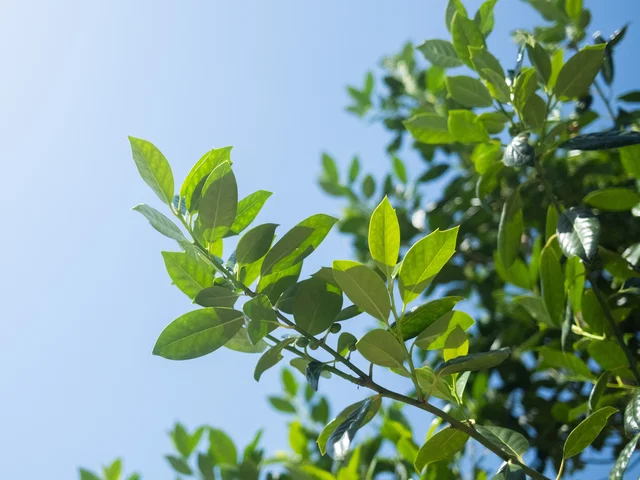 Ilex Nellie Stevens Spalierbaum (Stechpalme)