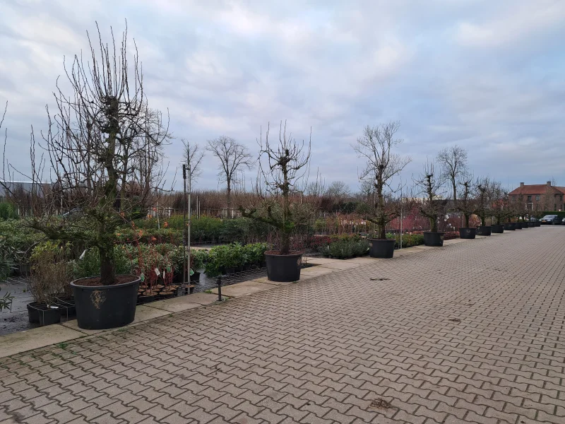 Oude Vruchtpeer (Pyrus c. Conference)-6