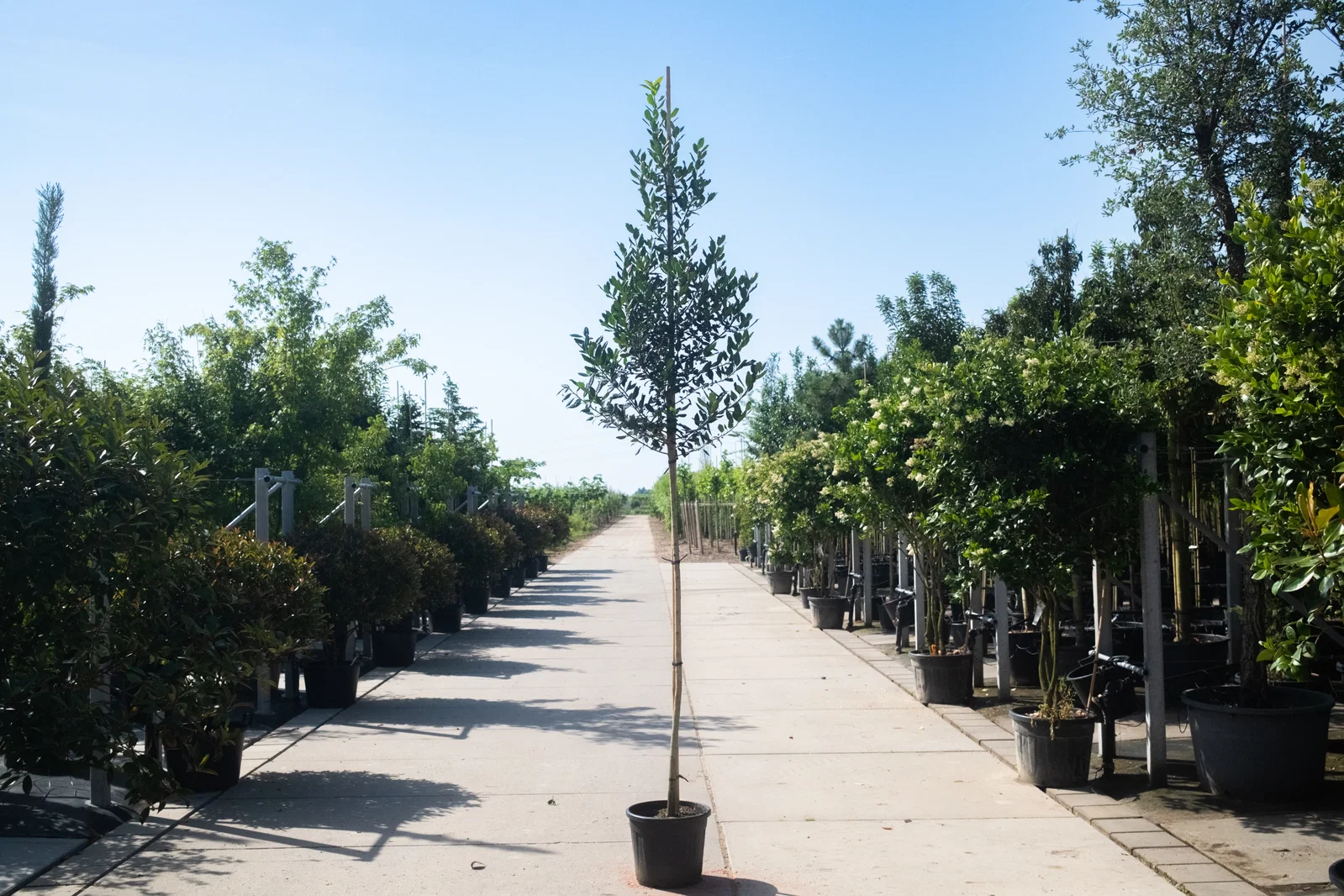 Ilex Nellie Stevens (Stechpalme)-3