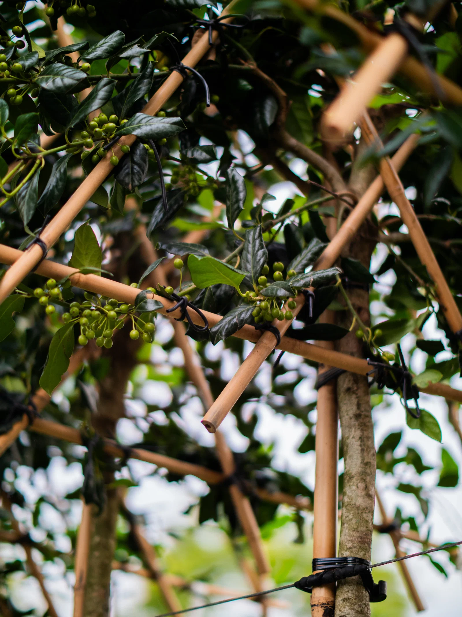 Ilex Nellie Stevens Spalierbaum (Stechpalme)-8