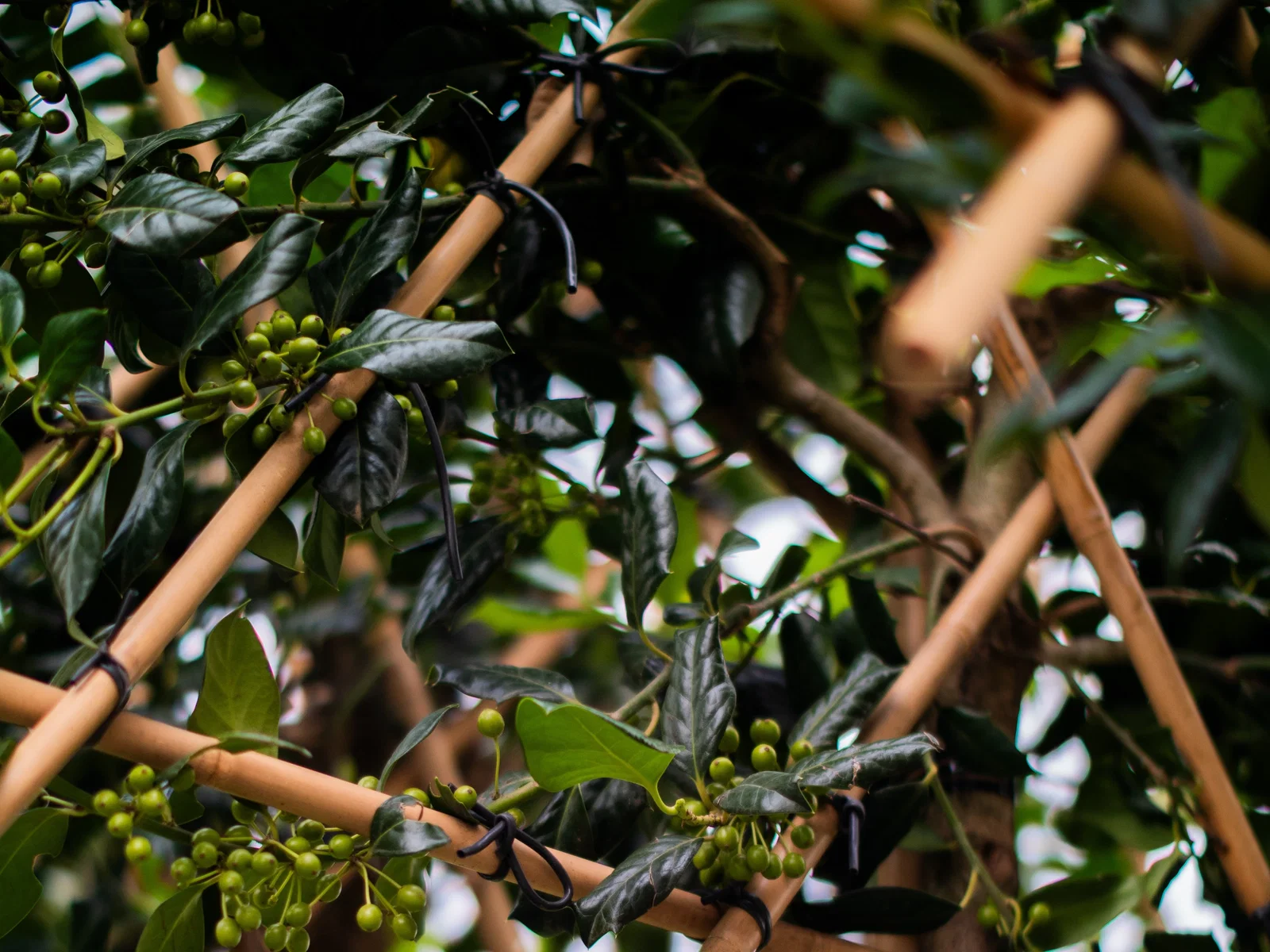 Ilex Nellie Stevens Spalierbaum (Stechpalme)-3