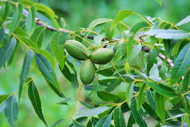 Carya Illinoinensis (Pecannoot)