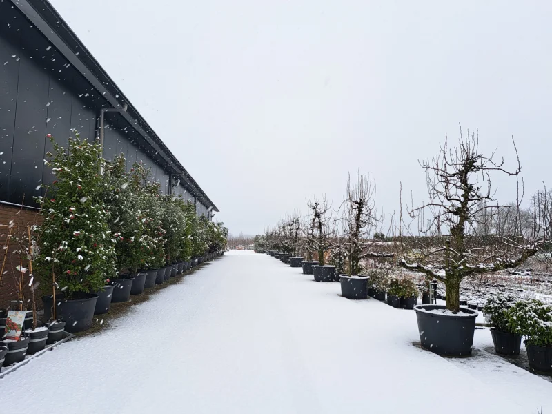 Oude Vruchtpeer (Pyrus c. Conference)-7