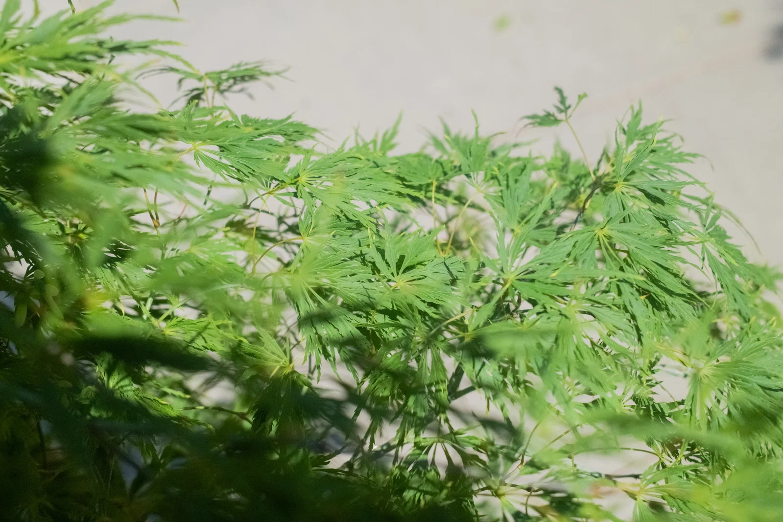 Acer Palmatum Dissectum (Japanse Esdoorn)-3