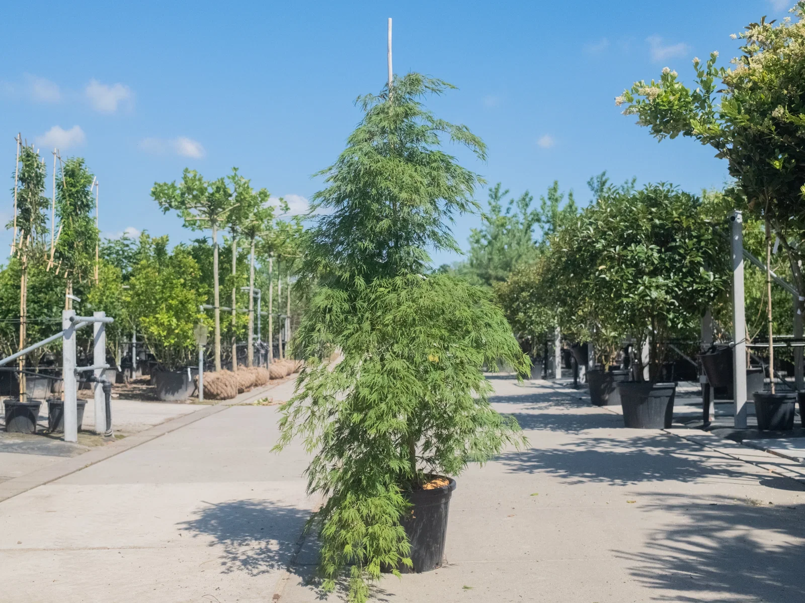 Acer Palmatum Dissectum (Japanse Esdoorn)-1