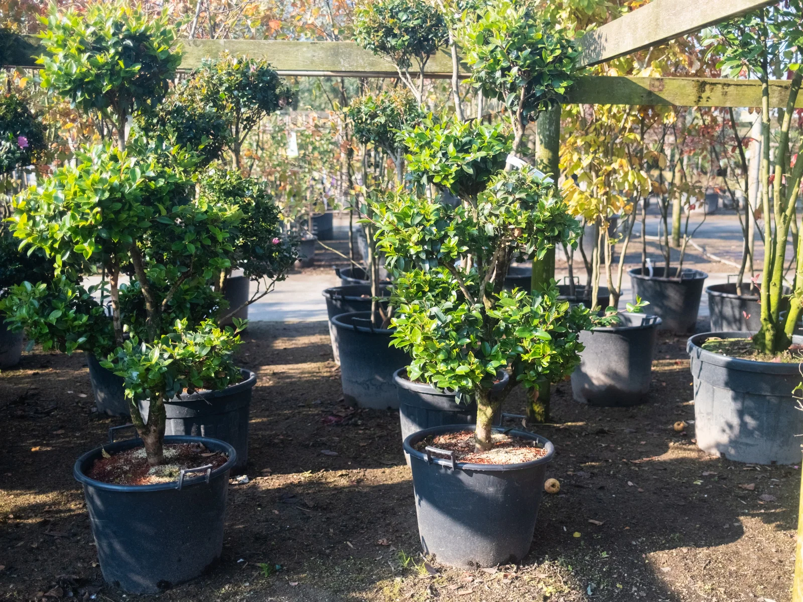 Camellia Mehrstämmig Bonsai (Japanische Kamelie)-3