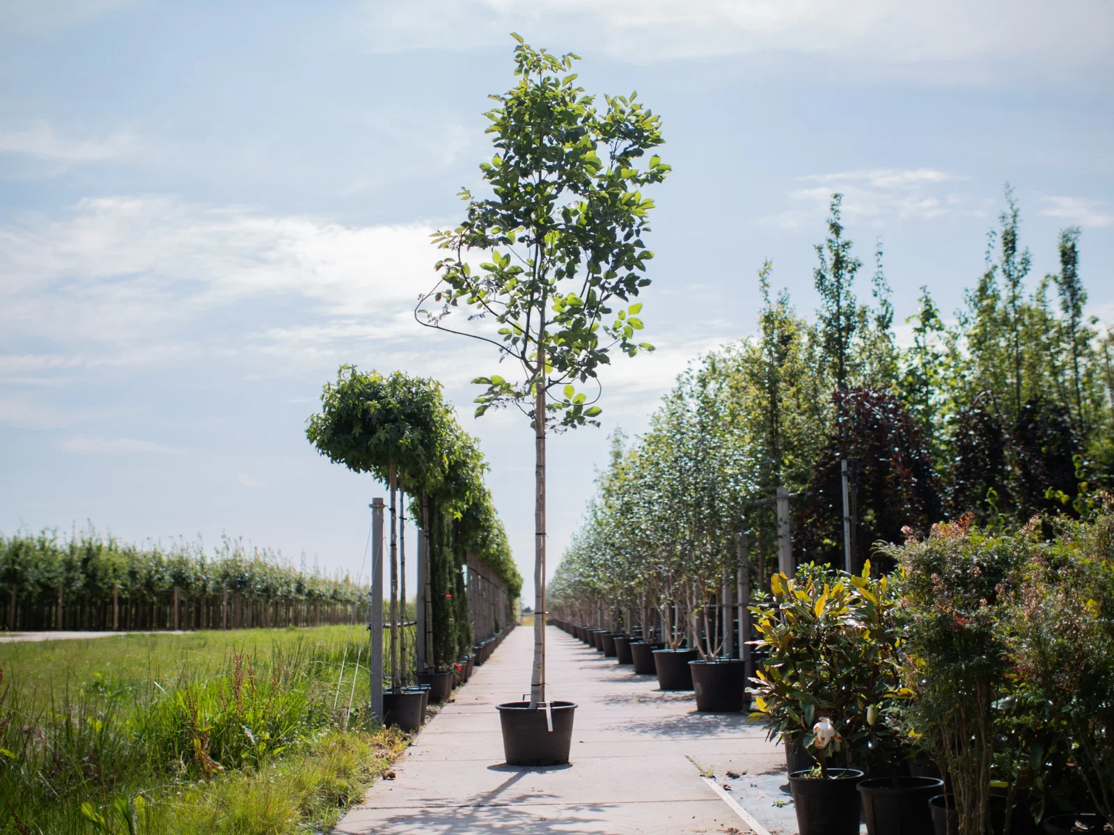 Juglans Regia (Gemeine Walnuss / Edelnuss)-1