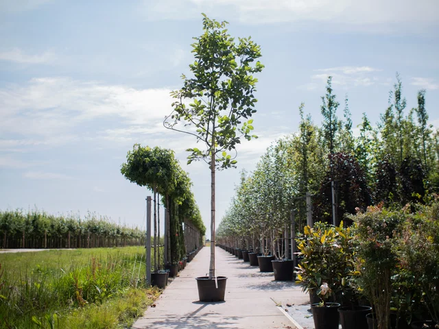 Juglans Regia (Gemeine Walnuss / Edelnuss)