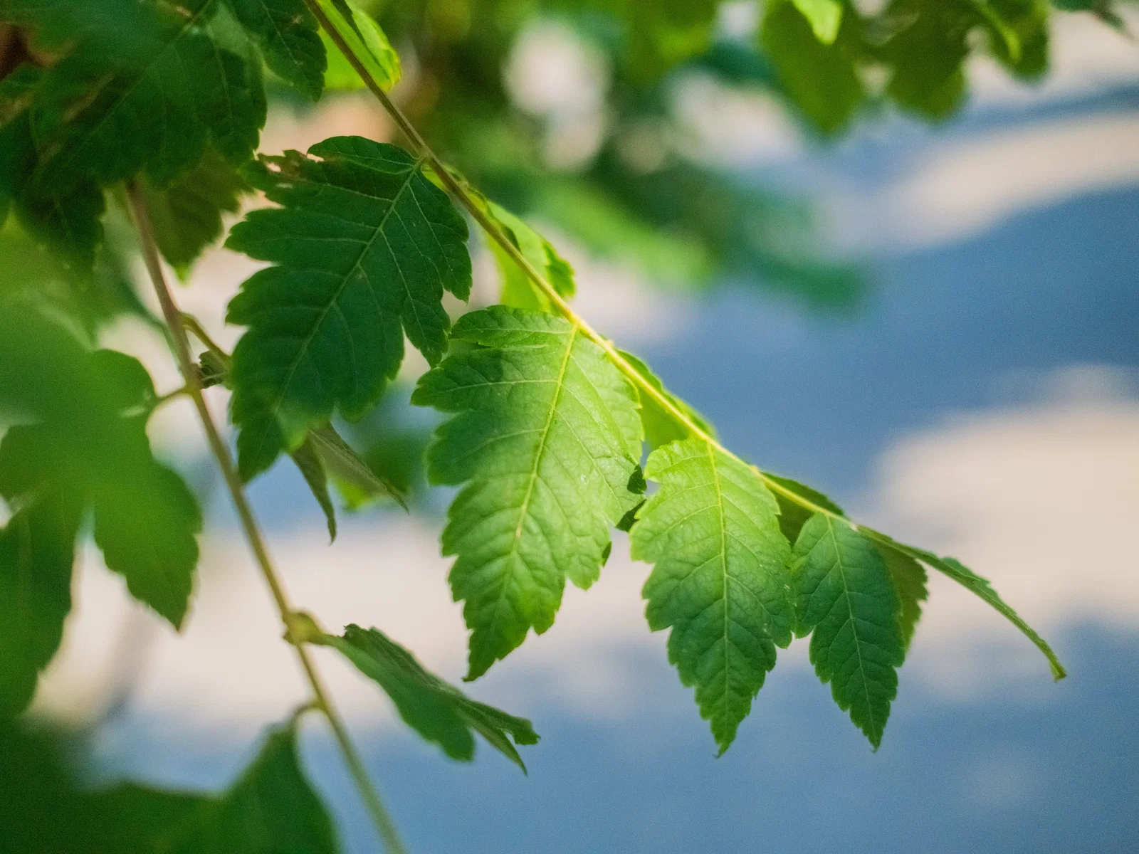 Koelreuteria Paniculata (Blasenbaum)-6
