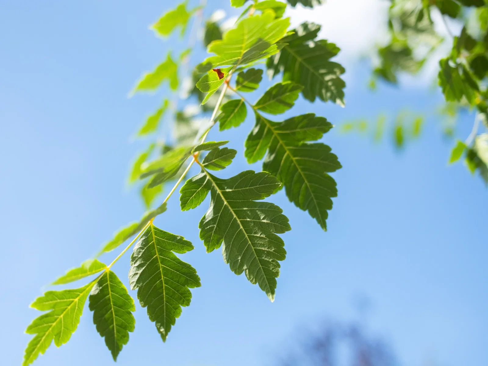Koelreuteria Paniculata (Blasenbaum)-2