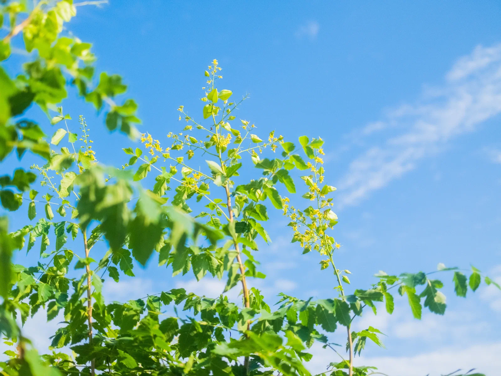 Koelreuteria Paniculata (Blasenbaum)-7