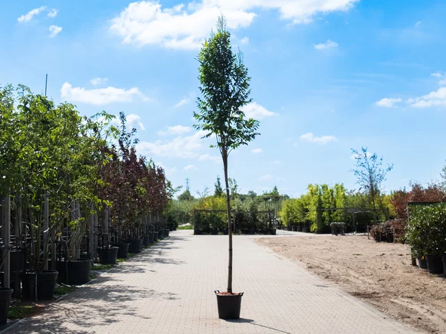 Koelreuteria Paniculata Fastigiata Hochstamm (Blasenbaum)