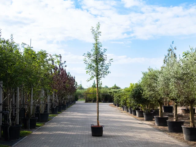 Laburnum Watereri Vossi (Edel-Goldregen)