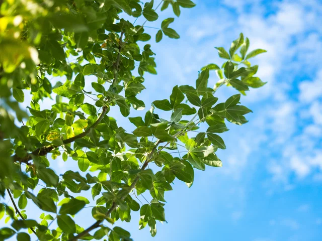 Laburnum Watereri Vossi Halbstamm (Edel-Goldregen)