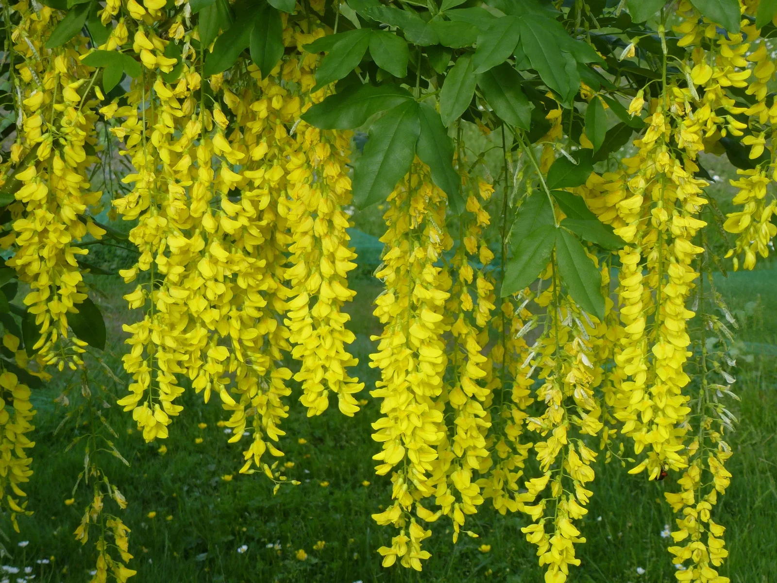 Laburnum Watereri Vossi Halbstamm (Edel-Goldregen)-4