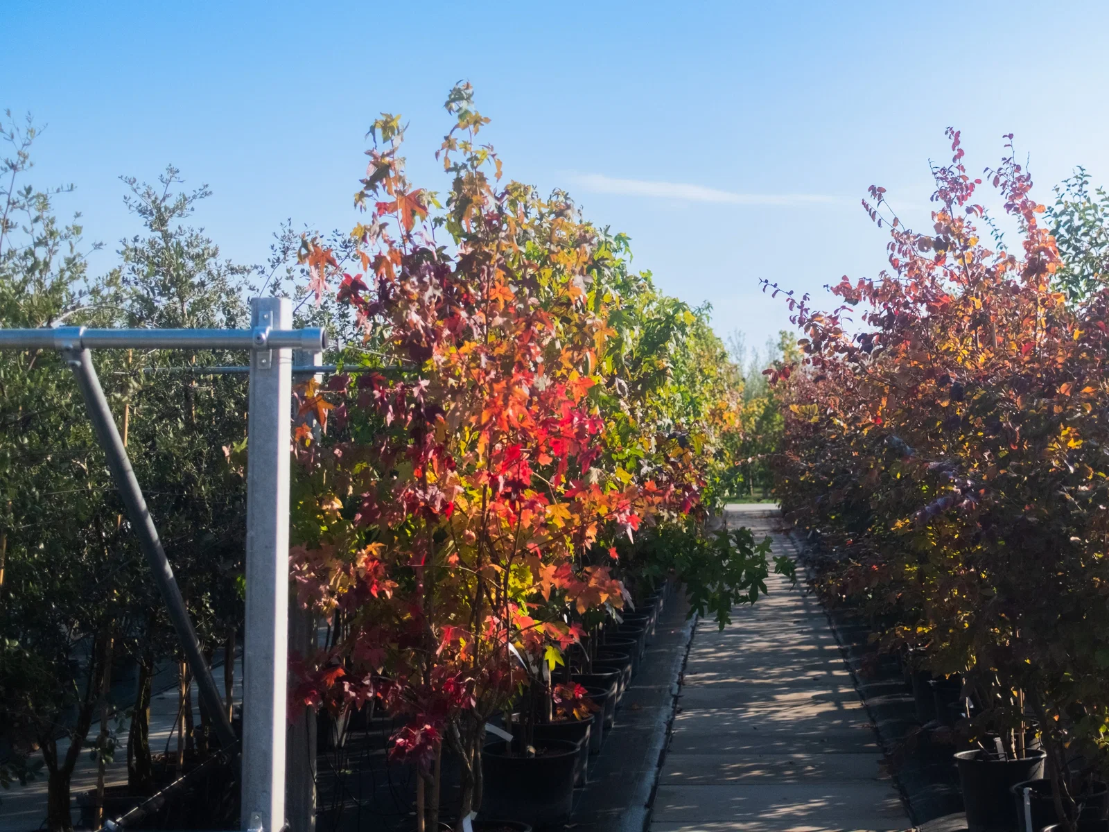 Liquidambar Styraciflua Meerstammig (Amberboom)-6