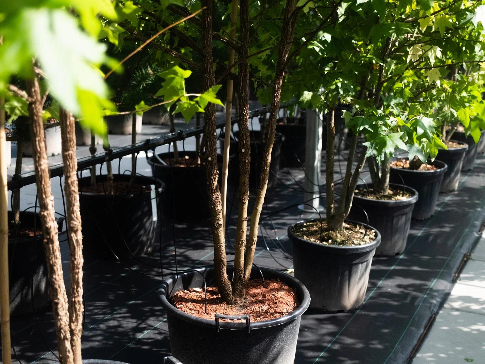 Liquidambar Styraciflua Meerstammig (Amberboom)-4