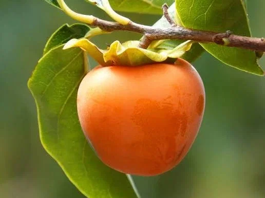 Diospyros Kaki Fuyu Halbstamm (Kaki-Baum)